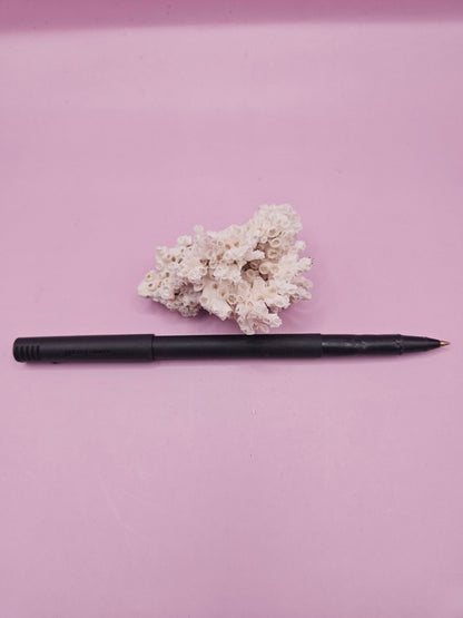 Ivory Bush Coral  – Oculina Varicosa (2.5")