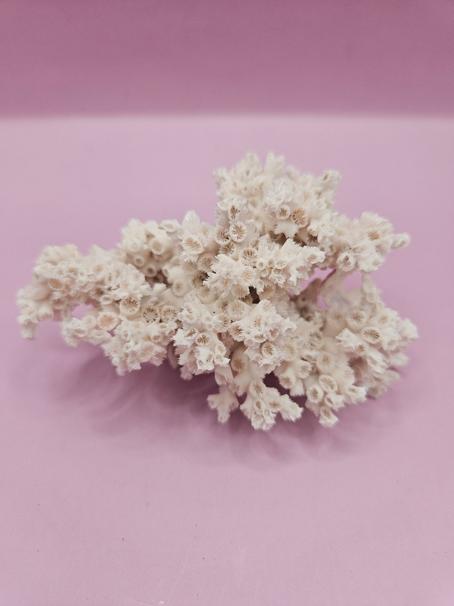 Ivory Bush Coral  – Oculina Varicosa (3.6")