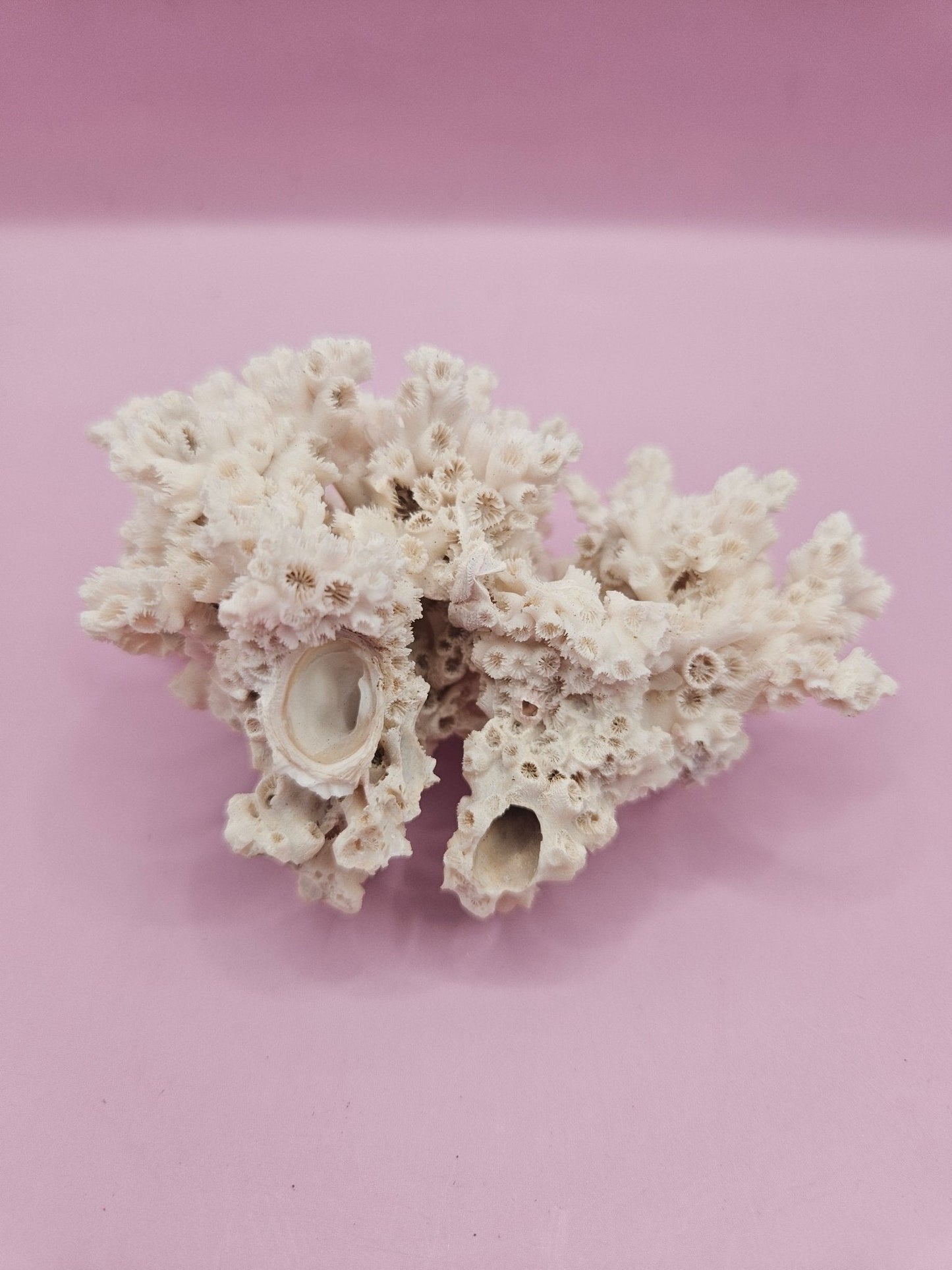 Ivory Bush Coral  – Oculina Varicosa (3.6")