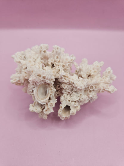 Ivory Bush Coral  – Oculina Varicosa (3.6")