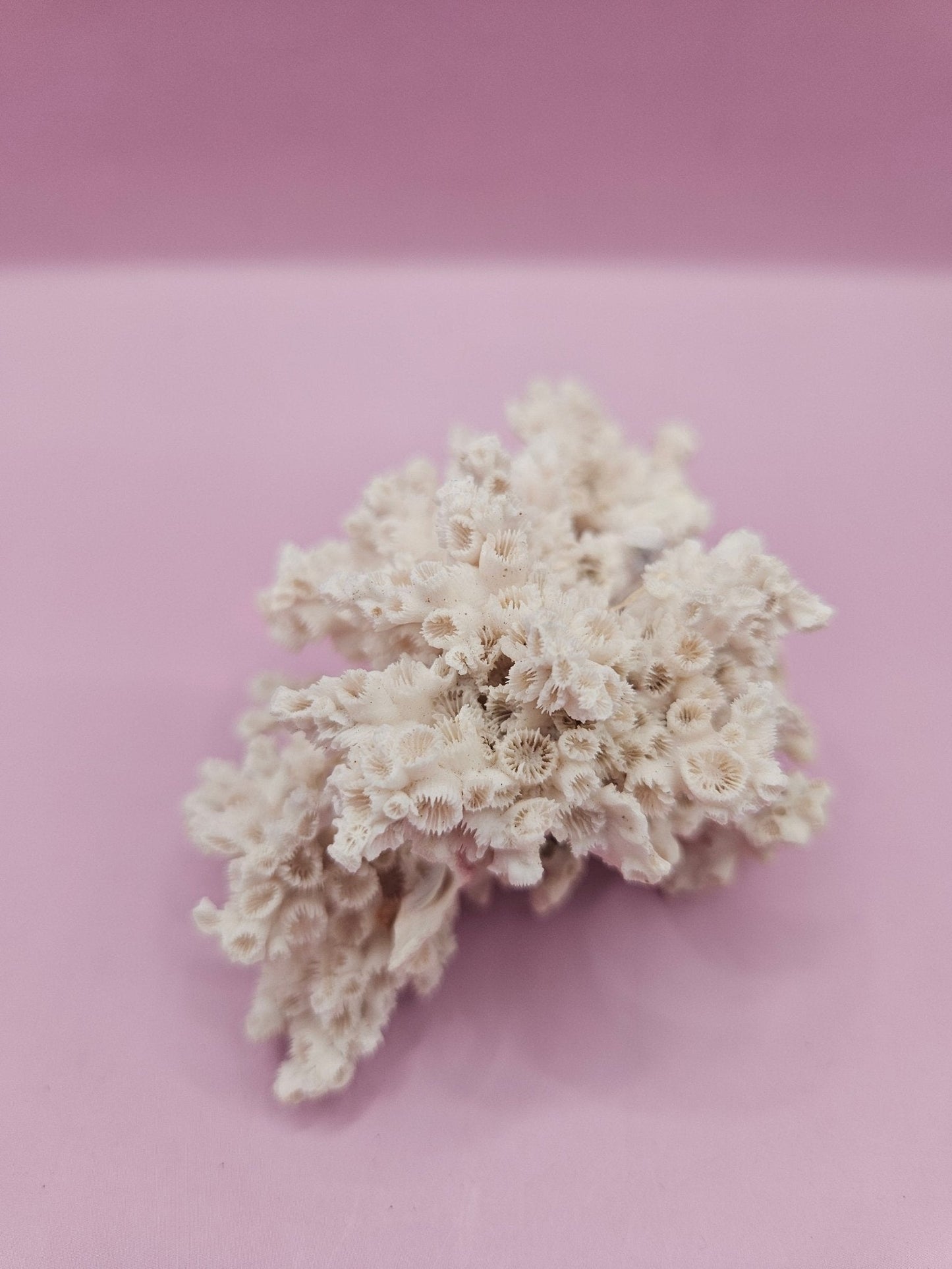 Ivory Bush Coral  – Oculina Varicosa (3.6")