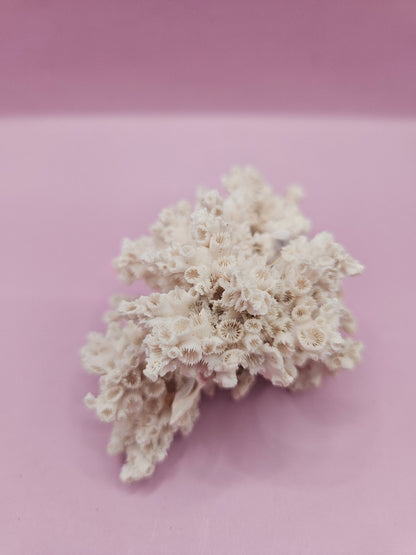 Ivory Bush Coral  – Oculina Varicosa (3.6")
