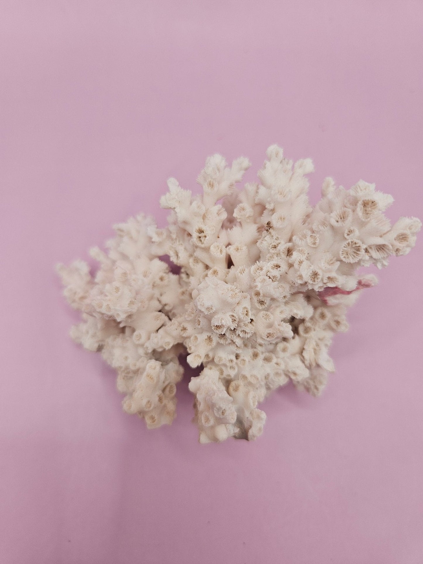Ivory Bush Coral  – Oculina Varicosa (3.6")