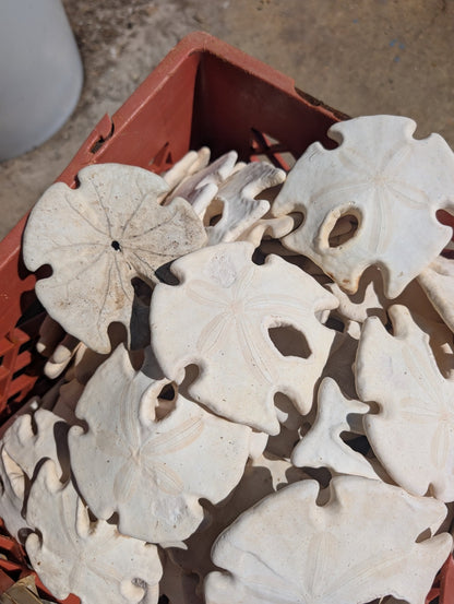 Ivory Mexican Keyhole Sand Dollar