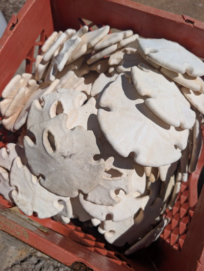 Ivory Mexican Keyhole Sand Dollar