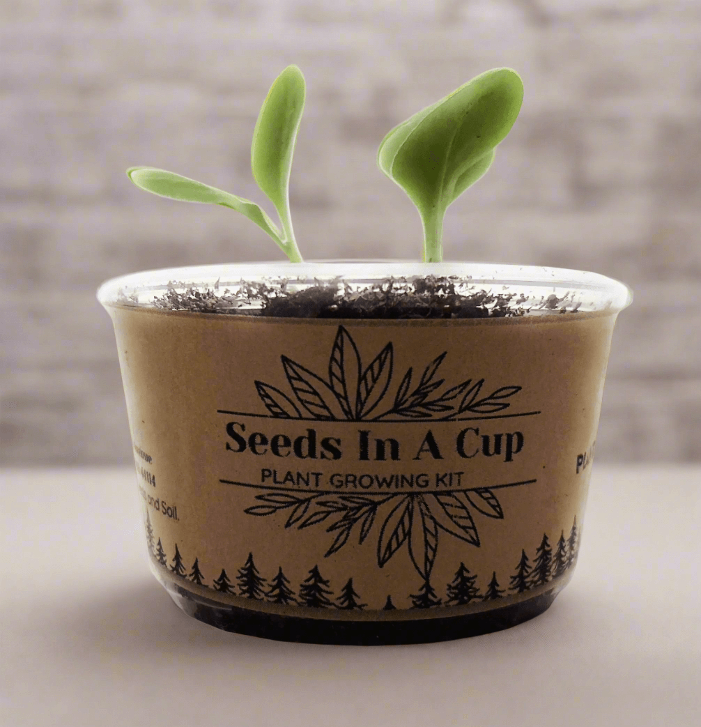 Jalapeño Plant Grow Kit  |  Seeds In A Cup® |