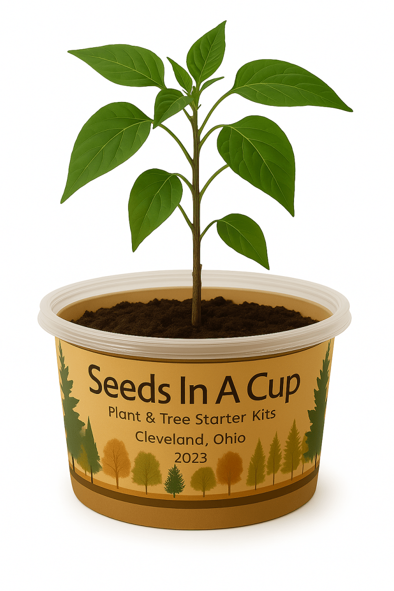 Jalapeño Plant Grow Kit  |  Seeds In A Cup® |