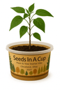 Jalapeño Plant Grow Kit  |  Seeds In A Cup® |