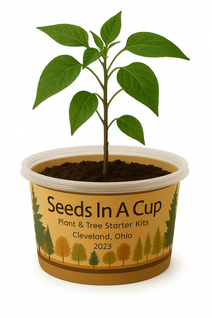 Garden in A Box by Seeds In A Cup® - Choose 5 Vegetable & Herb Kits