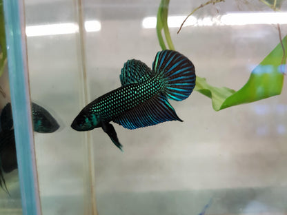 Wild bettas Type (Male)