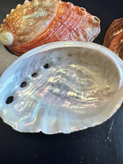 Katamakatcha Pinto Abalone Seashell
