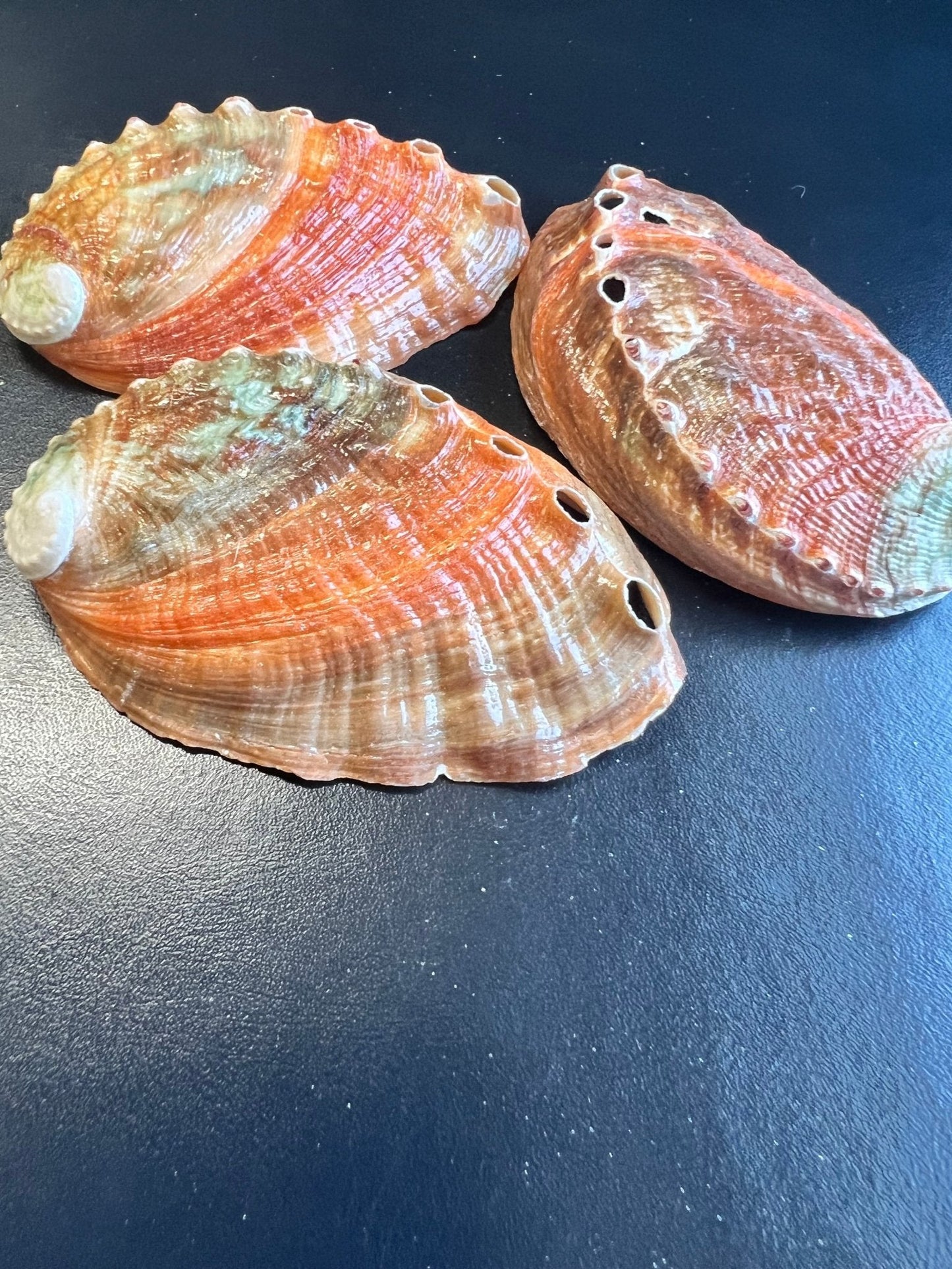 Katamakatcha Pinto Abalone Seashell