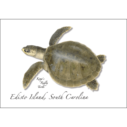 Kemps Ridley Sea Turtle Greeting Card – 5" x 7" with Envelope