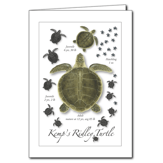 Kemp's Ridley Turtle Lifecycle Everyday Greeting Card – 5" x 7"