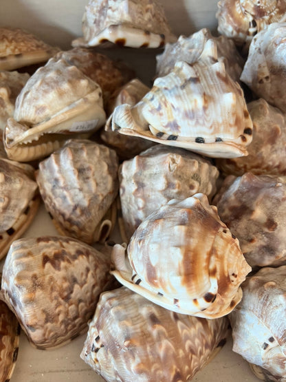 King Helmet Cassis Tuberosa Shell