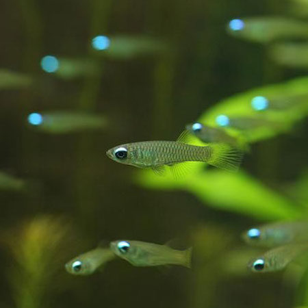 The Killie Lamp-Eye - Norman's Lampeye Killifish (Poropanchax normani)