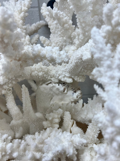 Large Branch Coral Creation- 26"x18"x7"