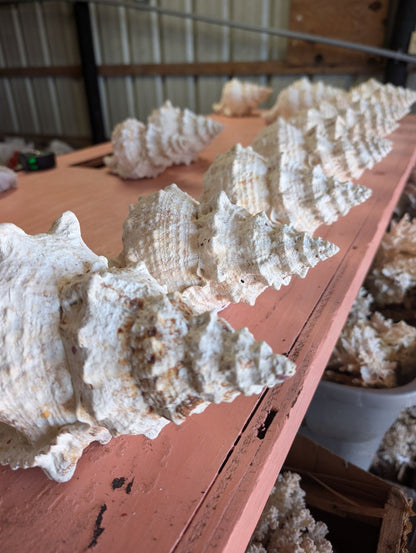 Large Frog Conch Shell 6-11" Bursa Bulba Tutufa bubo