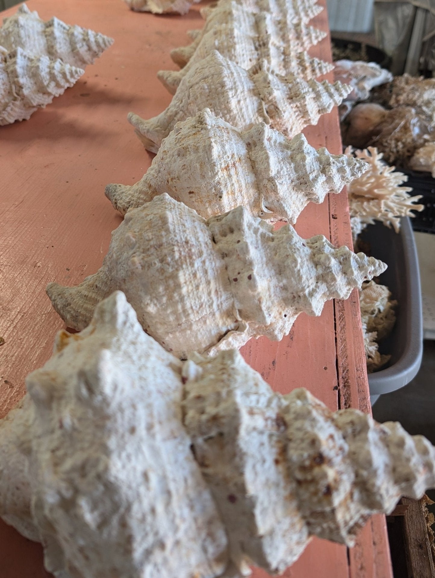 Large Frog Conch Shell 6-11" Bursa Bulba Tutufa bubo