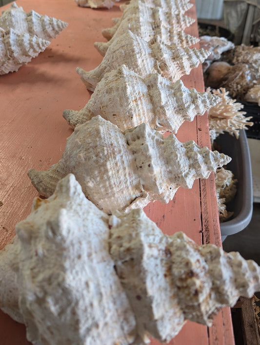 Large Frog Conch Shell 6-11" Bursa Bulba Tutufa bubo