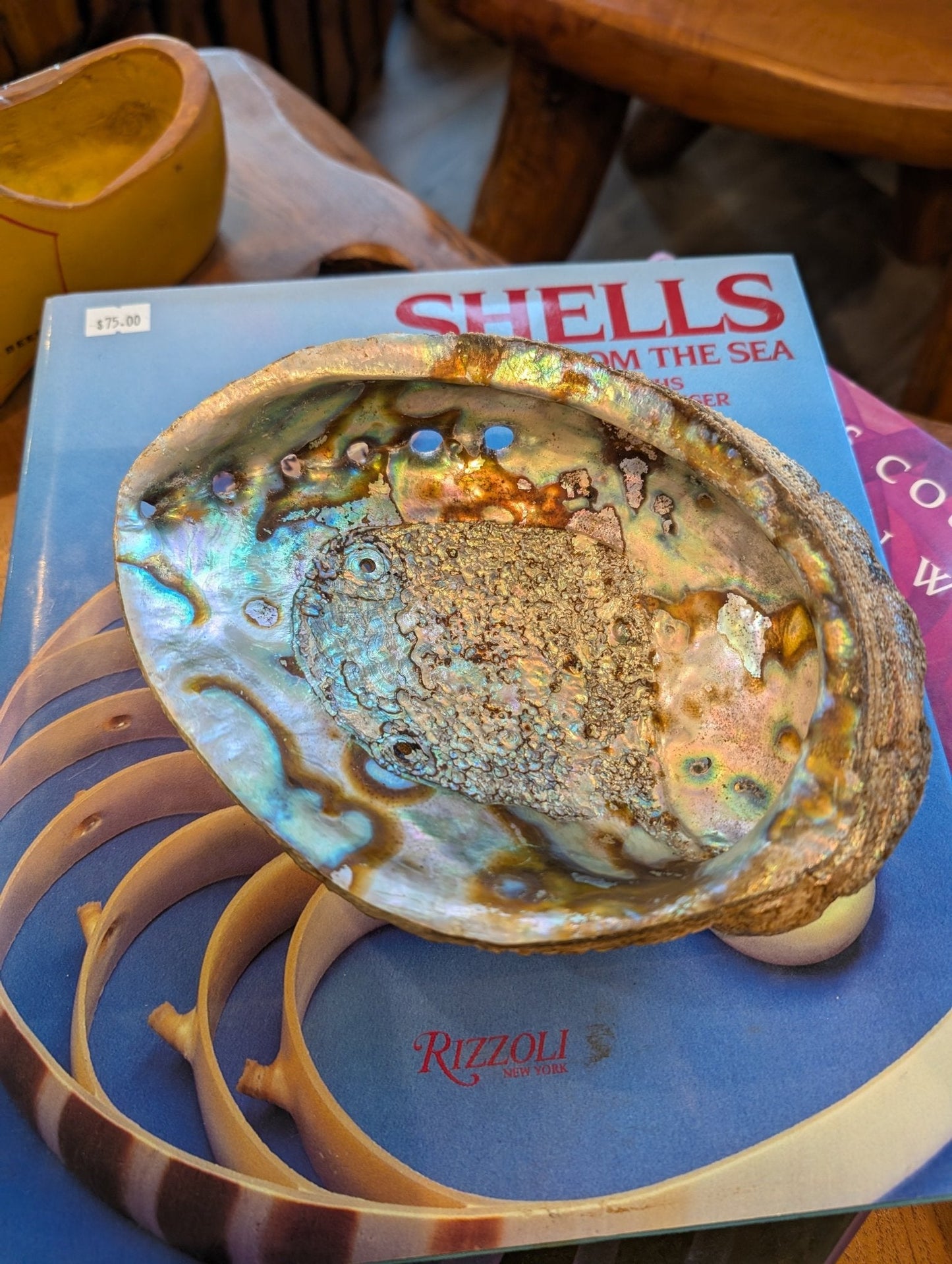 Large Green Abalone Shell - Haliotis Fulgens