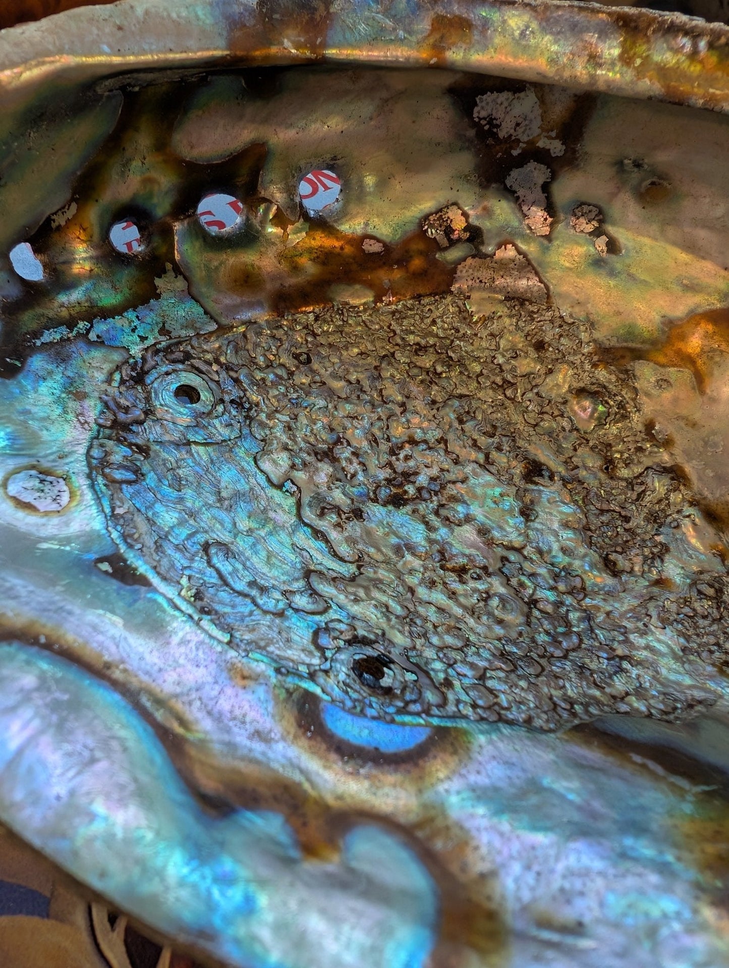 Large Green Abalone Shell - Haliotis Fulgens