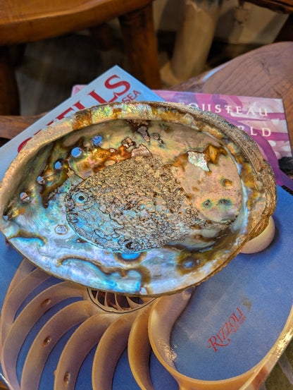 Large Green Abalone Shell - Haliotis Fulgens