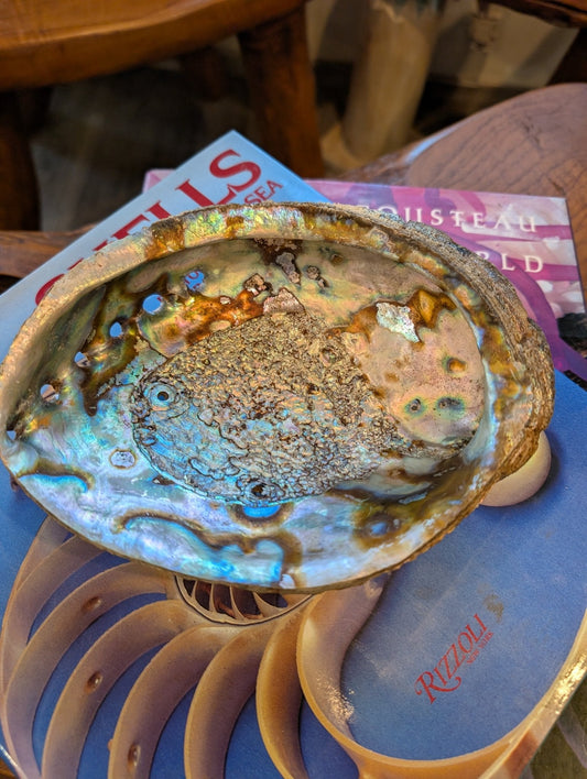 Large Green Abalone Shell - Haliotis Fulgens