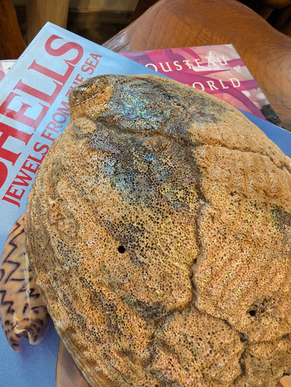 Large Green Abalone Shell - Haliotis Fulgens