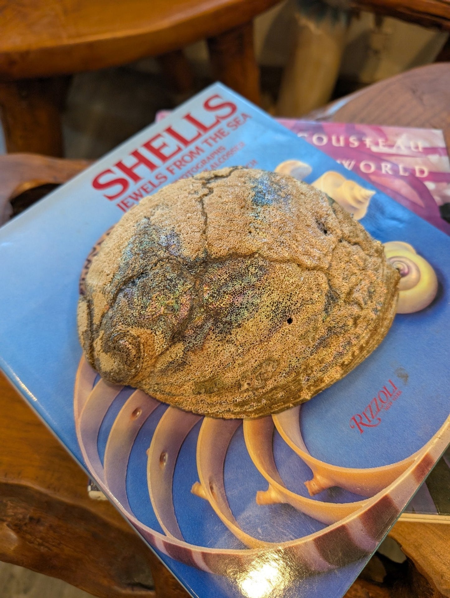 Large Green Abalone Shell - Haliotis Fulgens