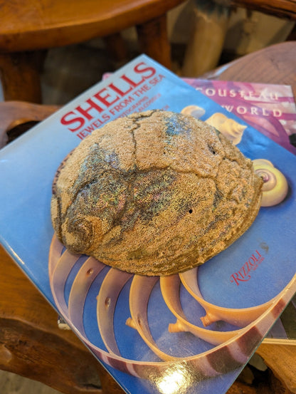 Large Green Abalone Shell - Haliotis Fulgens