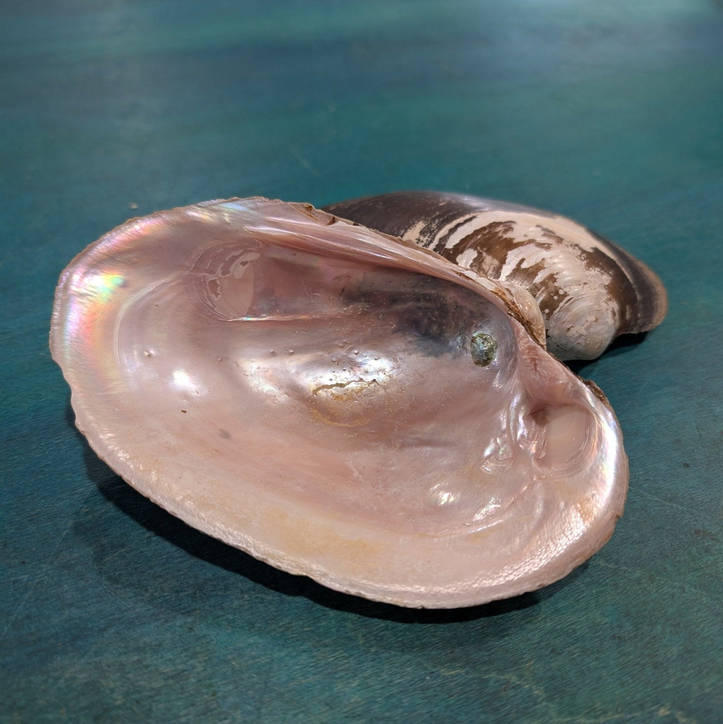 Large Mexican River Clam Shell