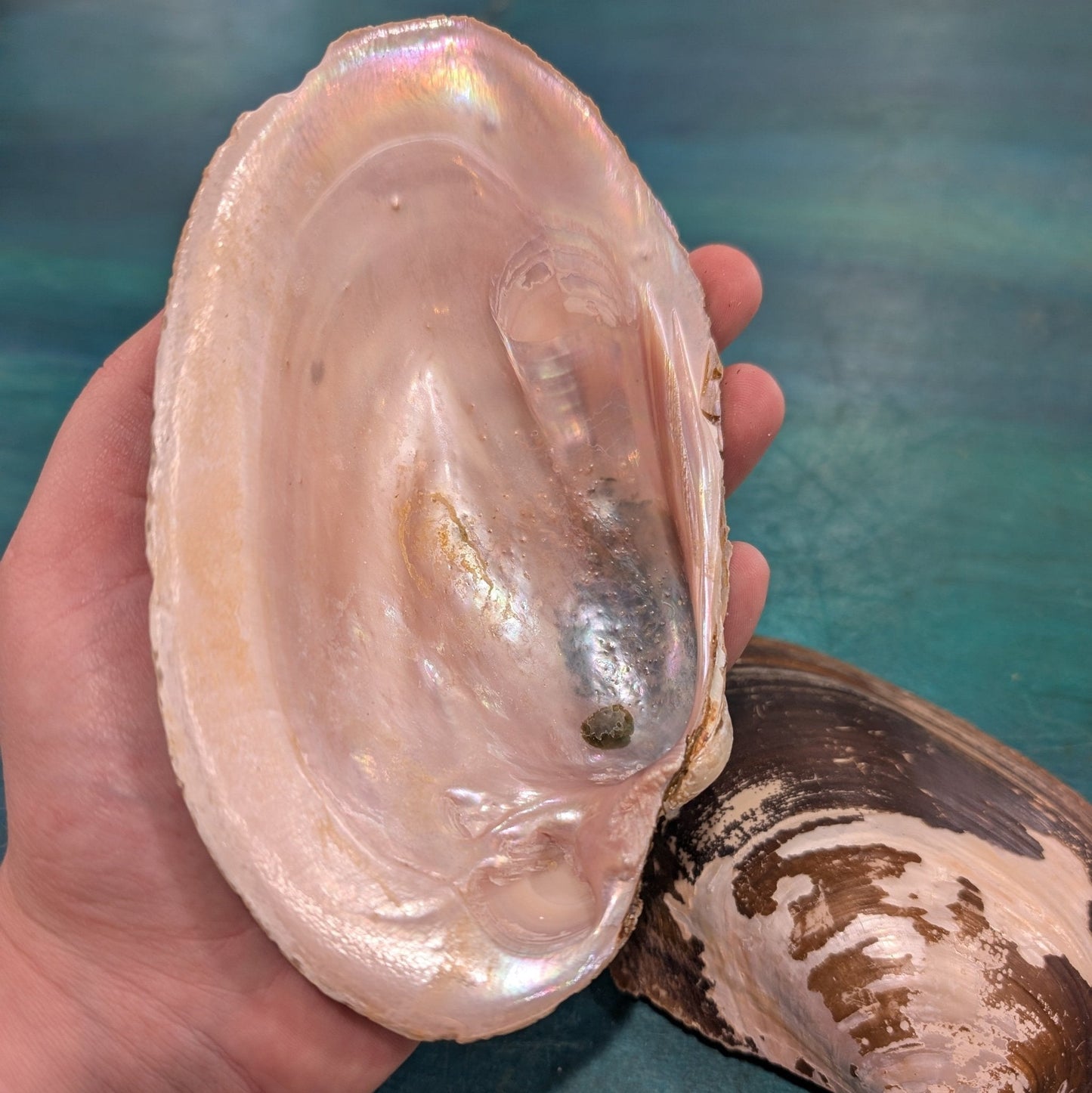 Large Mexican River Clam Shell