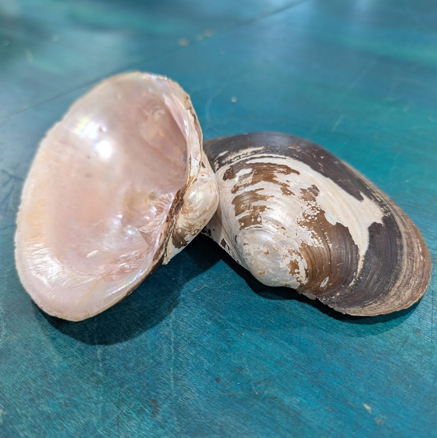 Large Mexican River Clam Shell