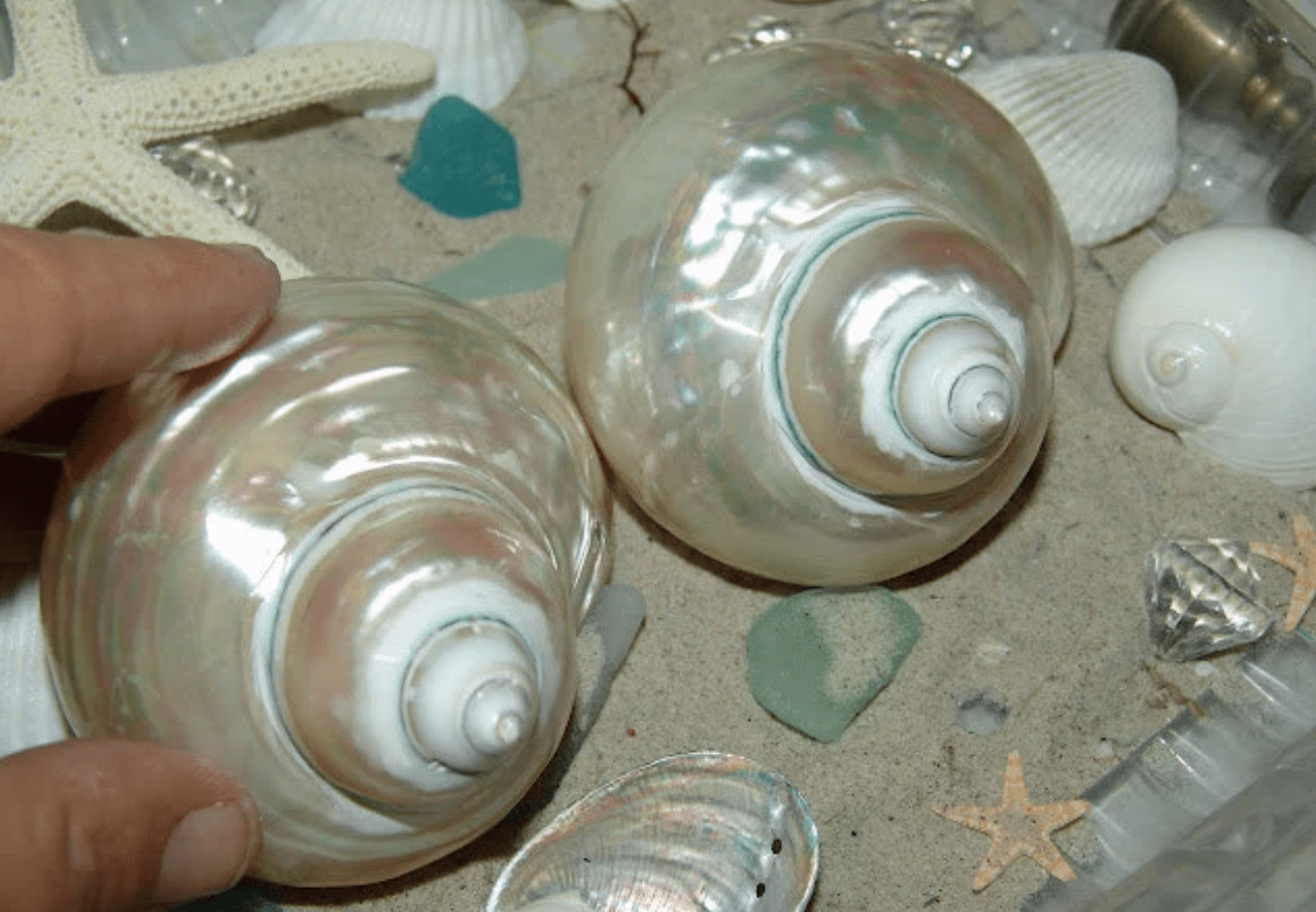 Large Pearl Jade Turbo Shell