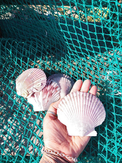 Purple Scallop - 4 Sizes & Bulk