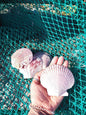 Purple Scallop - 4 Sizes & Bulk