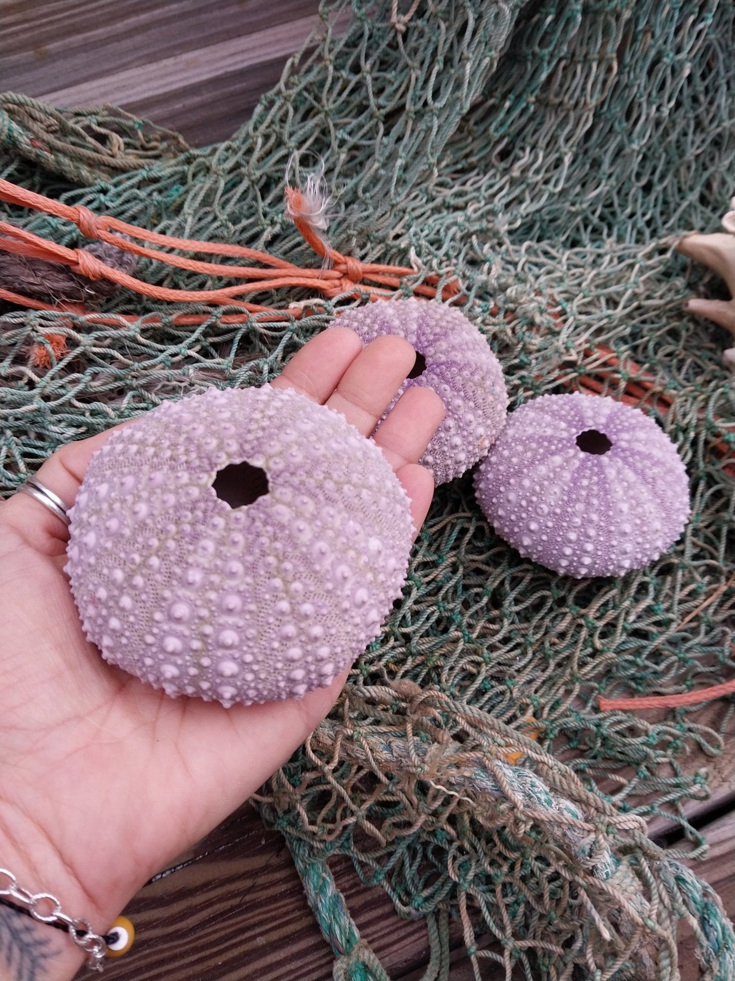 Large Purple Urchin- Red sea urchin (Mesocentrotus franciscanus)