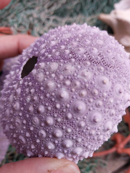 Large Purple Urchin- Red sea urchin (Mesocentrotus franciscanus)