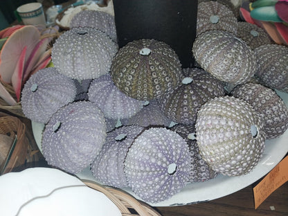 Large Purple Urchin- Red sea urchin (Mesocentrotus franciscanus)