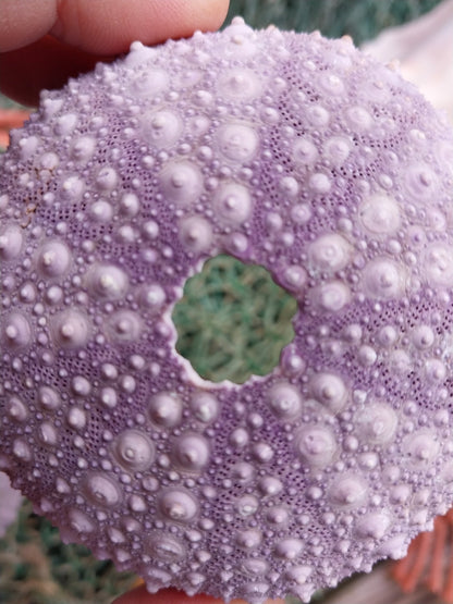 Large Purple Urchin- Red sea urchin (Mesocentrotus franciscanus)