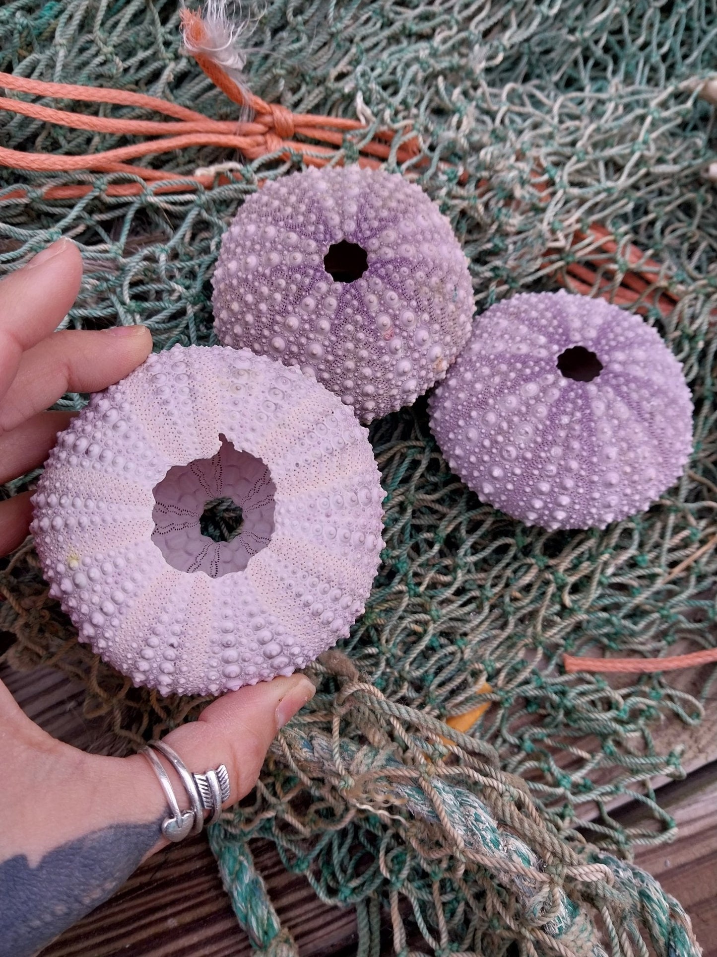 Large Purple Urchin- Red sea urchin (Mesocentrotus franciscanus)