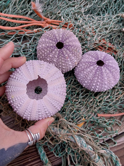 Large Purple Urchin- Red sea urchin (Mesocentrotus franciscanus)
