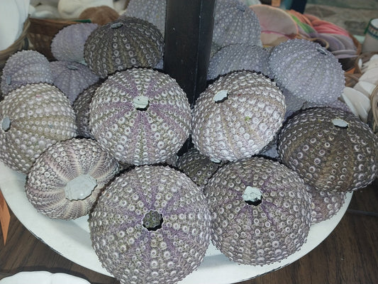 Large Purple Urchin- Red sea urchin (Mesocentrotus franciscanus)