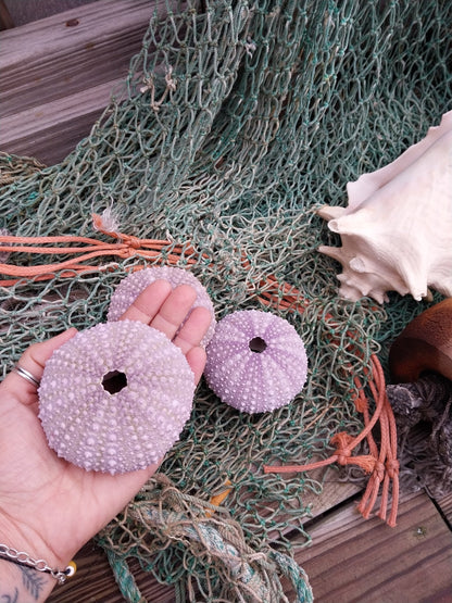 Large Purple Urchin- Red sea urchin (Mesocentrotus franciscanus)