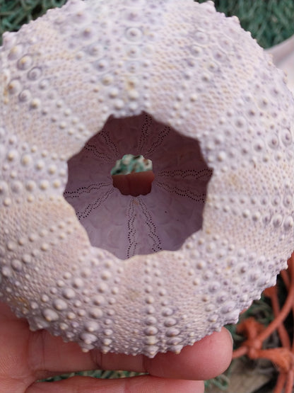 Large Purple Urchin- Red sea urchin (Mesocentrotus franciscanus)