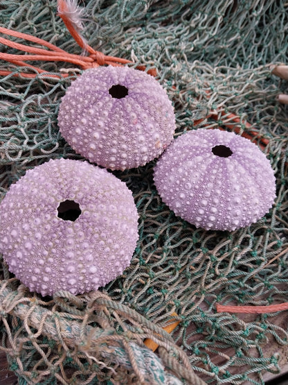 Large Purple Urchin- Red sea urchin (Mesocentrotus franciscanus)