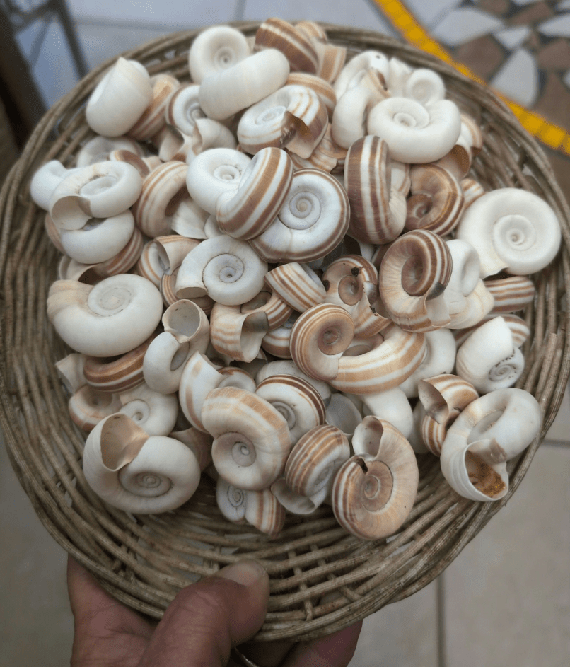 Large Rams Horn Shell