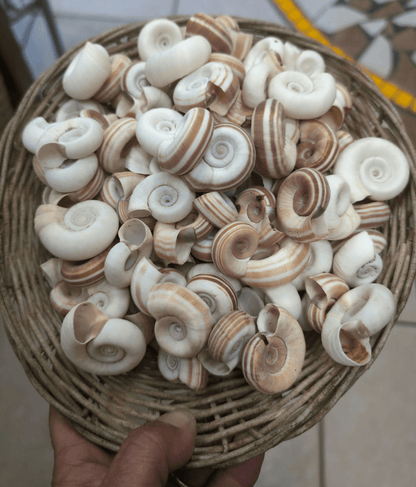 Large Rams Horn Shell