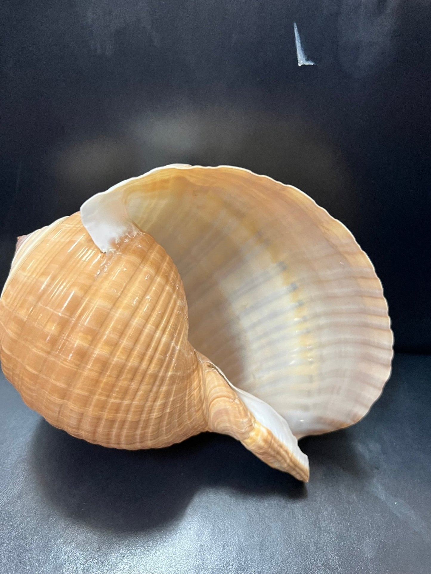Large Tonna Shells